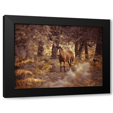 Wild Horse-New Forest Black Modern Wood Framed Art Print by Frank, Assaf