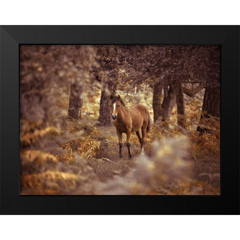 Wild Horse-New Forest Black Modern Wood Framed Art Print by Frank, Assaf