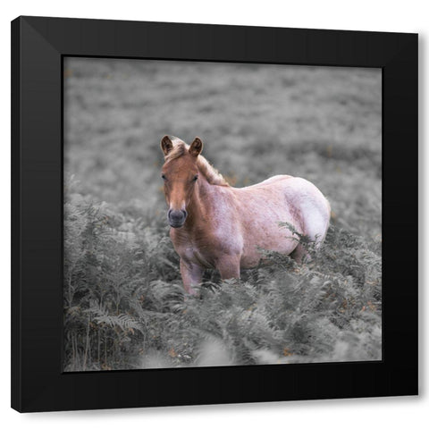 Wild Horses-New Forest Black Modern Wood Framed Art Print by Frank, Assaf