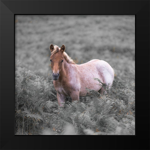 Wild Horses-New Forest Black Modern Wood Framed Art Print by Frank, Assaf
