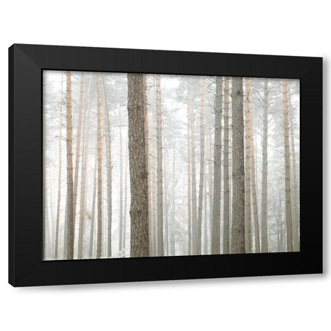 Tree trunks in frorest Black Modern Wood Framed Art Print by Frank, Assaf
