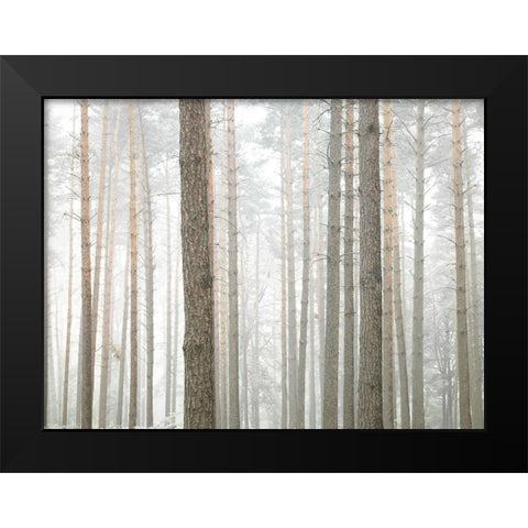 Tree trunks in frorest Black Modern Wood Framed Art Print by Frank, Assaf