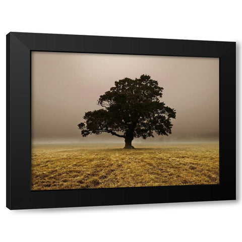 Single Tree in mist and fog Black Modern Wood Framed Art Print by Frank, Assaf