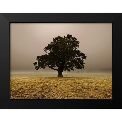 Single Tree in mist and fog Black Modern Wood Framed Art Print by Frank, Assaf