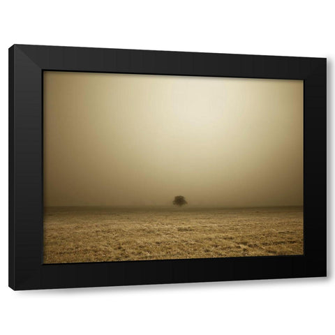 Single Tree in mist and fog Black Modern Wood Framed Art Print by Frank, Assaf