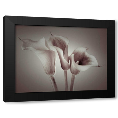 Close-up of three white Calla Lilies, Studio Shot Black Modern Wood Framed Art Print by Frank, Assaf