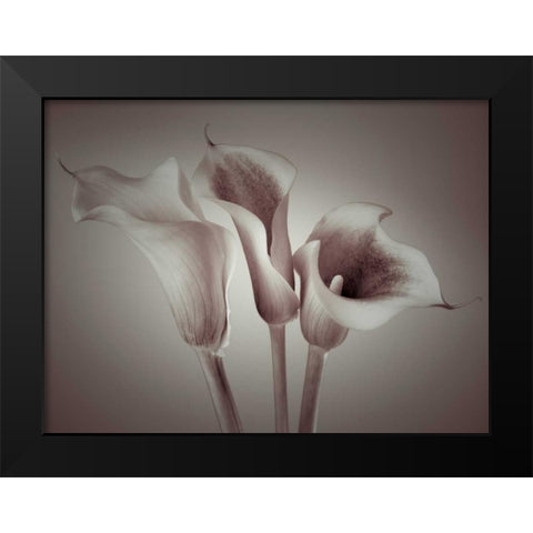 Close-up of three white Calla Lilies, Studio Shot Black Modern Wood Framed Art Print by Frank, Assaf