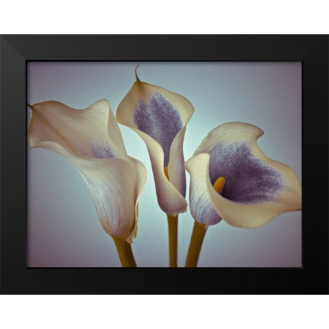 Close-up of three white Calla Lilies, Studio Shot Black Modern Wood Framed Art Print by Frank, Assaf