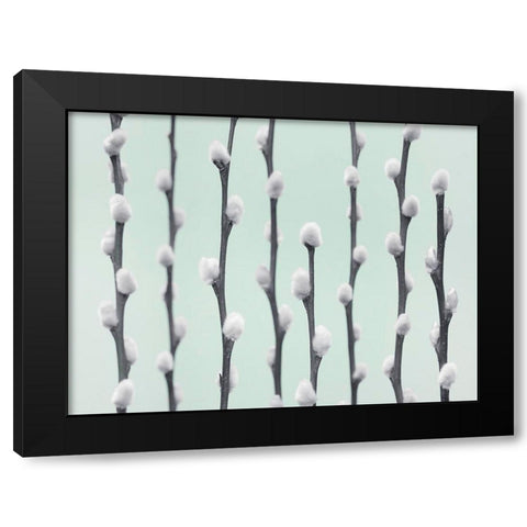 Pussy Willow twigs Black Modern Wood Framed Art Print with Double Matting by Frank, Assaf