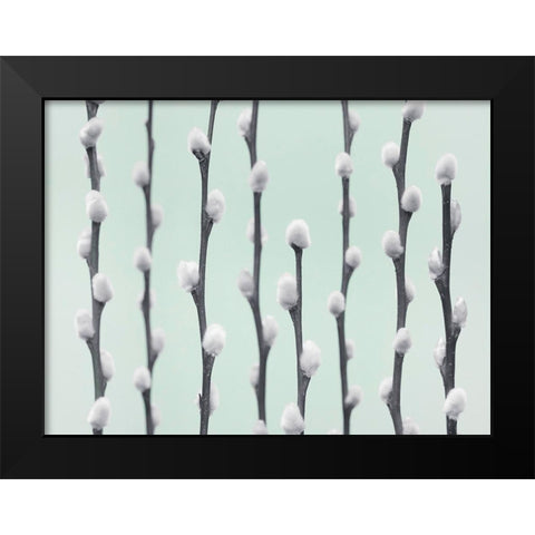 Pussy Willow twigs Black Modern Wood Framed Art Print by Frank, Assaf