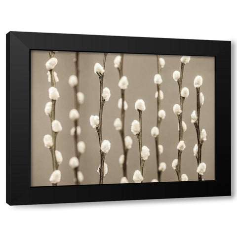 Pussy Willow twigs Black Modern Wood Framed Art Print by Frank, Assaf