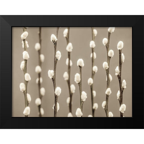 Pussy Willow twigs Black Modern Wood Framed Art Print by Frank, Assaf