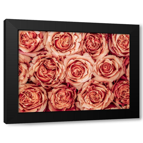 Background of roses Black Modern Wood Framed Art Print by Frank, Assaf