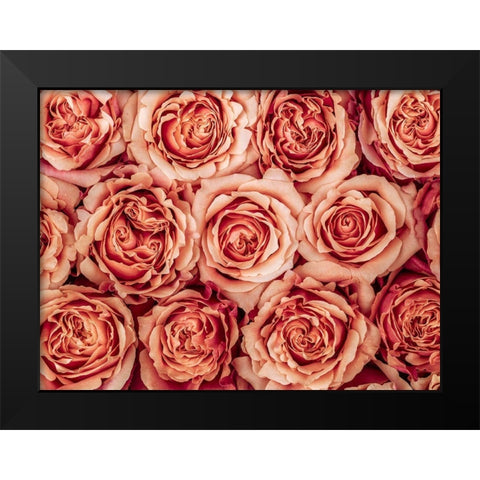 Background of roses Black Modern Wood Framed Art Print by Frank, Assaf