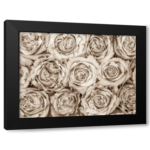 Background of roses Black Modern Wood Framed Art Print by Frank, Assaf