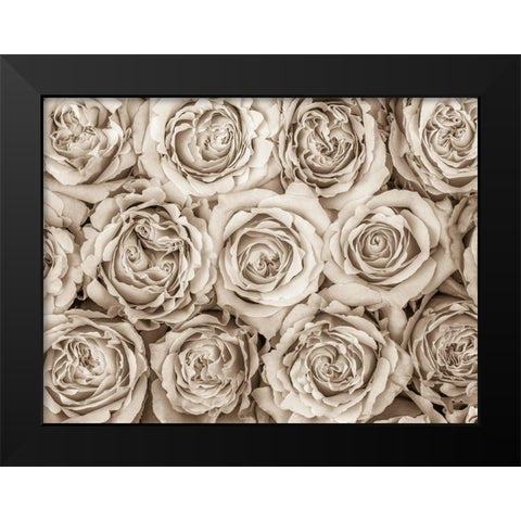 Background of roses Black Modern Wood Framed Art Print by Frank, Assaf