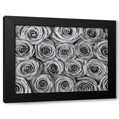 Background of roses Black Modern Wood Framed Art Print with Double Matting by Frank, Assaf