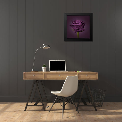Single rose flower close-up Black Modern Wood Framed Art Print by Frank, Assaf