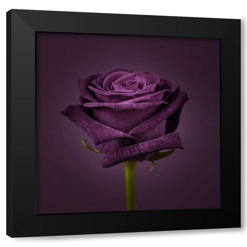 Single rose flower close-up Black Modern Wood Framed Art Print by Frank, Assaf
