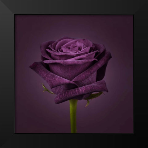 Single rose flower close-up Black Modern Wood Framed Art Print by Frank, Assaf