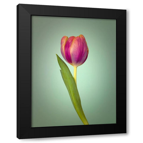 Single Tulip Flower, Side View Black Modern Wood Framed Art Print by Frank, Assaf