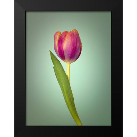 Single Tulip Flower, Side View Black Modern Wood Framed Art Print by Frank, Assaf