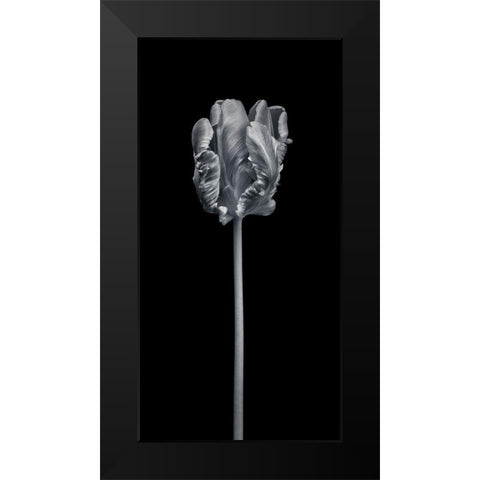 Rcoco tulip-side view Black Modern Wood Framed Art Print by Frank, Assaf
