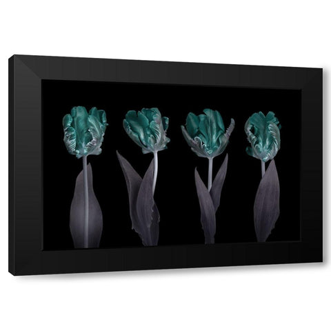 Rococo Tulips Black Modern Wood Framed Art Print by Frank, Assaf