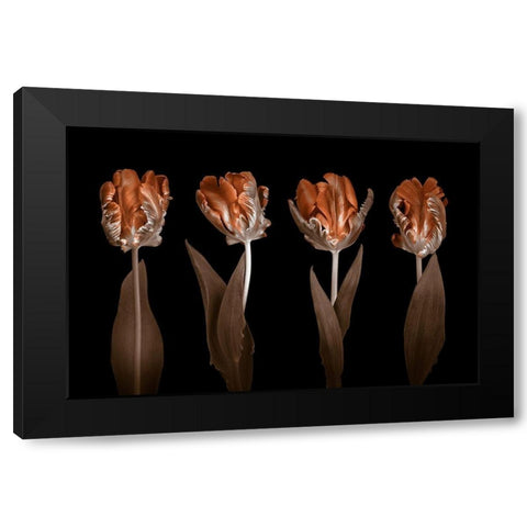 Rococo Tulips Black Modern Wood Framed Art Print by Frank, Assaf