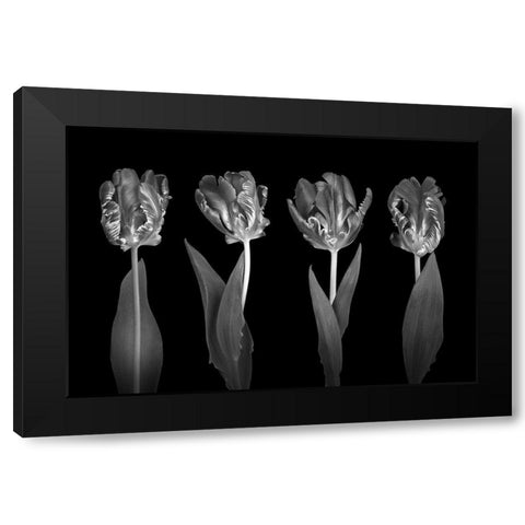 Rococo Tulips Black Modern Wood Framed Art Print by Frank, Assaf