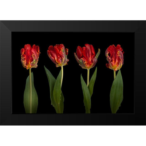 Rococo Tulips Black Modern Wood Framed Art Print by Frank, Assaf