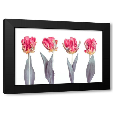 Rococo Tulips Black Modern Wood Framed Art Print by Frank, Assaf
