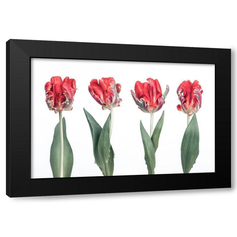 Rococo Tulips Black Modern Wood Framed Art Print by Frank, Assaf