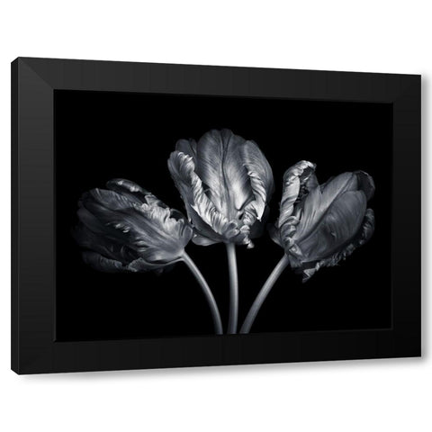 Rococo tulips Black Modern Wood Framed Art Print by Frank, Assaf