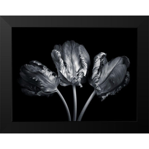 Rococo tulips Black Modern Wood Framed Art Print by Frank, Assaf