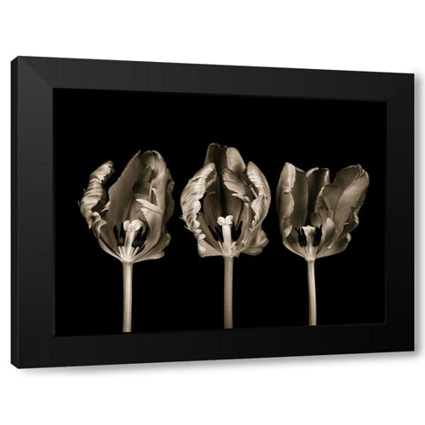 Rococo tulips Black Modern Wood Framed Art Print by Frank, Assaf
