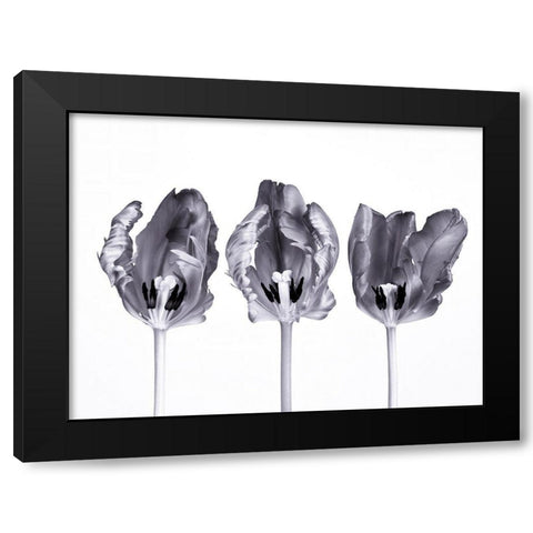 Rococo tulips Black Modern Wood Framed Art Print by Frank, Assaf