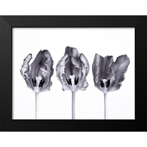 Rococo tulips Black Modern Wood Framed Art Print by Frank, Assaf