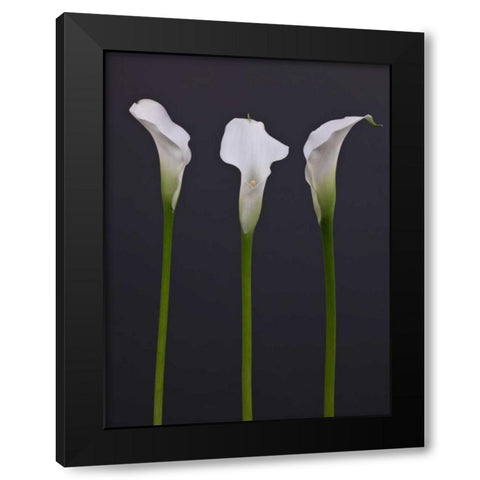 Three Calla Lily flowers Black Modern Wood Framed Art Print by Frank, Assaf