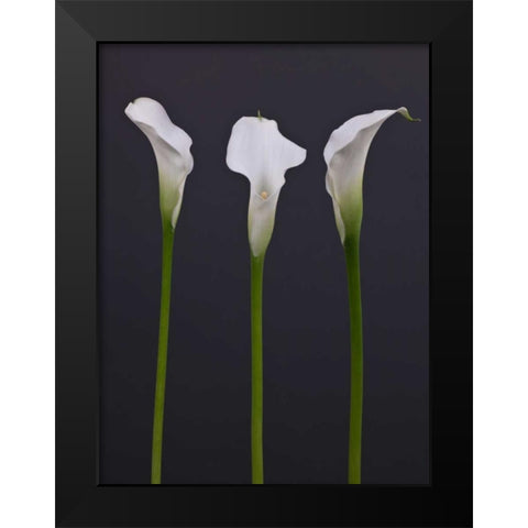 Three Calla Lily flowers Black Modern Wood Framed Art Print by Frank, Assaf