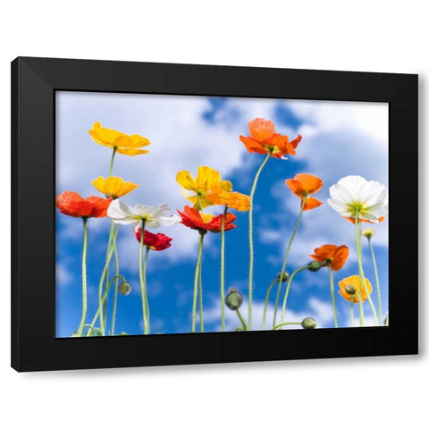 Poppies against blue skies Black Modern Wood Framed Art Print by Frank, Assaf