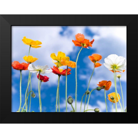 Poppies against blue skies Black Modern Wood Framed Art Print by Frank, Assaf