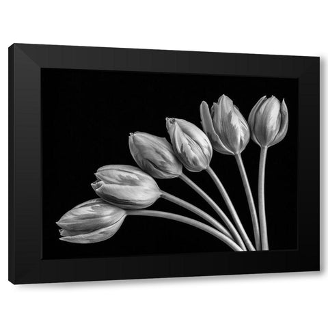 Tulip flowers in fan shape arrangment, FTBR-1816 Black Modern Wood Framed Art Print by Frank, Assaf