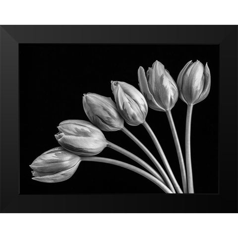 Tulip flowers in fan shape arrangment, FTBR-1816 Black Modern Wood Framed Art Print by Frank, Assaf