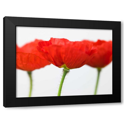 Three red poppies, close-up Black Modern Wood Framed Art Print by Frank, Assaf