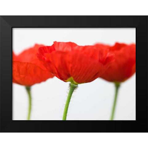 Three red poppies, close-up Black Modern Wood Framed Art Print by Frank, Assaf
