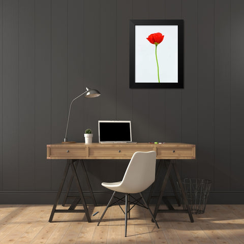 Single poppy flower Black Modern Wood Framed Art Print by Frank, Assaf