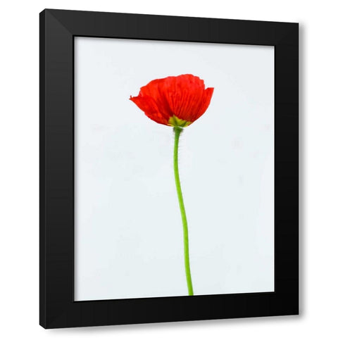 Single poppy flower Black Modern Wood Framed Art Print by Frank, Assaf