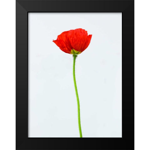 Single poppy flower Black Modern Wood Framed Art Print by Frank, Assaf