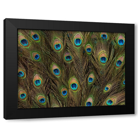 Peacock feather close-up Black Modern Wood Framed Art Print with Double Matting by Frank, Assaf